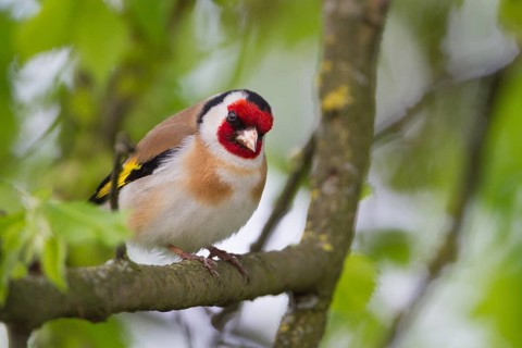 European Goldfinch - Stieglitz - Carduelis carduelis ssp. carduelis, Poland, adult male, Europe