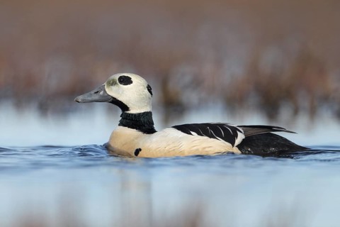 Steller's Eider (Polysticta stelleri) male, Alaska, USA, North America