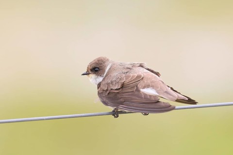 Sand martin (Riparia riparia), sitting on a wire, wildlife, animals, birds, swallows, migratory