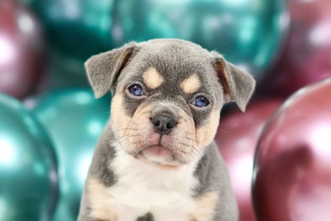 Young French Bulldog dog puppy with hanging ears, husky markings and colorful balloons in