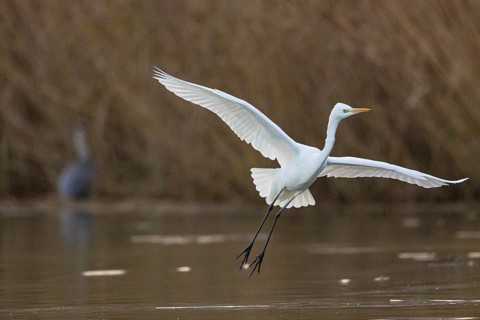 Great White Egret (Egretta alba) Germany