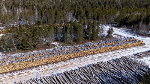 Tree trunks stored after cutting and before being transported to the pulp mill. Region of La
