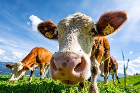 Three young curious calves (Bos primigenius taurus), cows on an alpine meadow, stretching their
