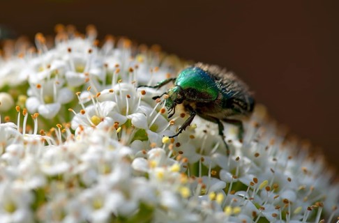 Rose chafer (Cetonia aurata) on flower of Viburnum lantana (Viburnum lantana), Stuttgart,