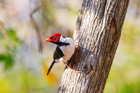 The red-capped cardinal (Paroaria gularis) Pantanal Brazil