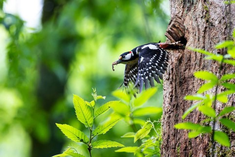 Great spotted woodpecker (Dendrocopos major), male carrying droppings from the breeding cavity, Bad