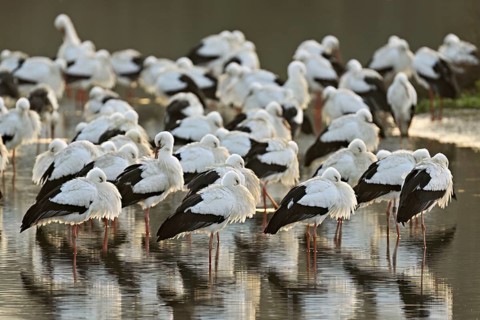 White storks (Ciconia ciconia), large flock roosting in shallow water, Flachsee, Canton Aargau,