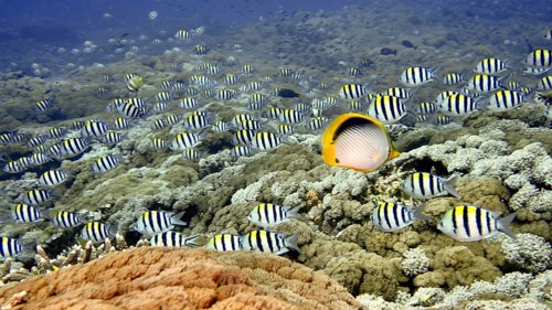 A school of striped fish, Indo-Pacific sergeant (Abudefduf vaigiensis), swimming over a coral reef