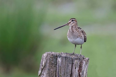 Snipe (Gallinago gallinago), standing on fence posts of a pasture, on moorland, snipe birds,