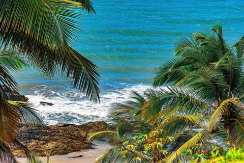 Beach and sea seen through the leaves of coconut trees on the coast of Bahia in Brazil, Serra