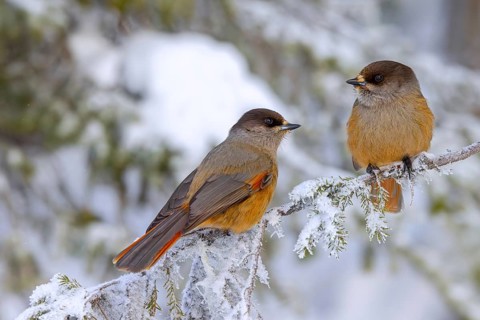 Siberian jay (Perisoreus infaustus, Corvus infaustus) couple perched in spruce tree in snow covered