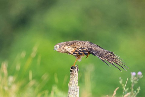 Montagu's harrier (Circus pygargus) wbl Germany