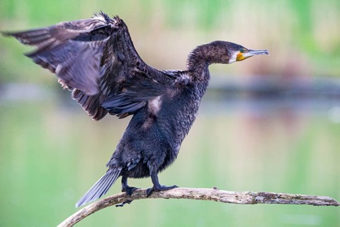 Cormorant (Phalacrocorax carbo) Germany