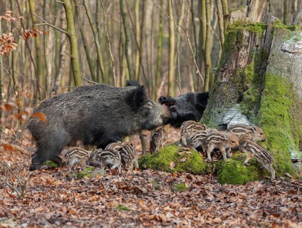 Wild boar, wild boar (Sus scrofa) two bucks and young boar looking for food in the forest, Germany,