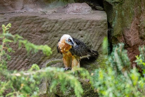 Bearded vulture (Gypaetus barbatus) captive Germany