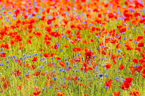 Corn poppy (Papaver rhoeas) and cornflower (Centaurea cyanus) in bloom in a meadow, Saxon