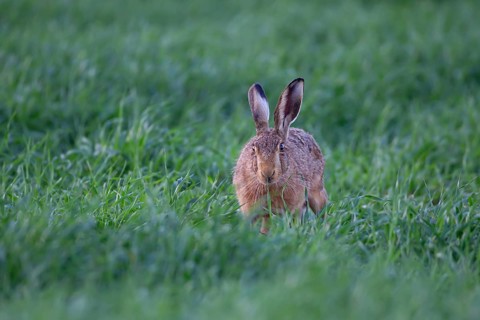 European brown hare (Lepus europaeus) adult animal feeding in a farmland cereal field in summer,