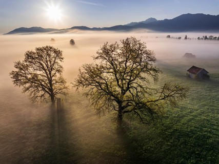 Aerial view, trees, light green leaves, oak, morning light, fog, mountains, sunny, backlight, sun,