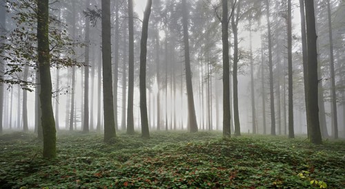 Forest in the fog, Horben, Lindenberg, Canton Aargau, Switzerland, Europe