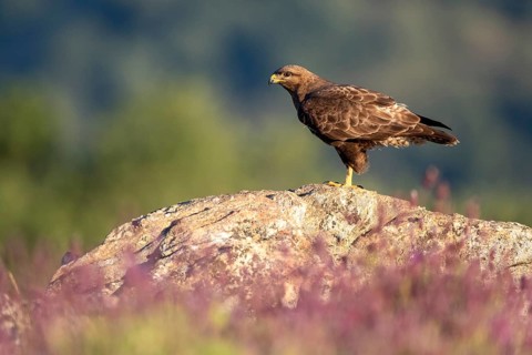 Common Buzzard (Buteo buteo) perched on a rock amongst flowers, Madrid, Spain, Europe