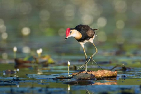 Comb-crested Jacana (Irediparra gallinacea), Queensland, Australia, Oceania