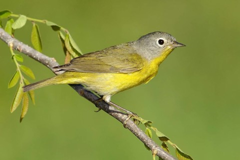 Nashville Warbler (Leiothlypis ruficapilla), Texas, USA, North America