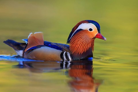 Mandarin Duck (Aix galericulata) male