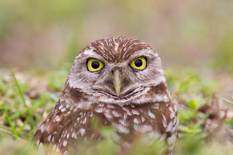 Burrowing Owl (Athene cunicularia), Florida, USA, North America