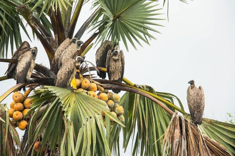 White-backed Vulture (Gyps africanus), Uganda, Africa