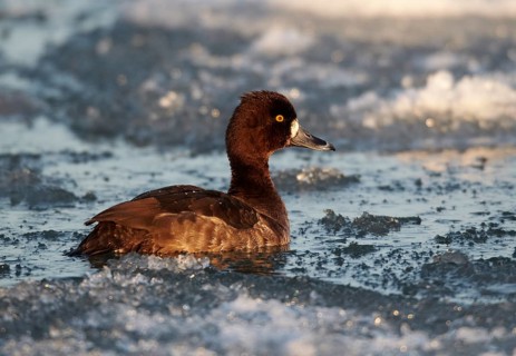 Tufted Duck (Aythya fuligula) female, Mecklenburg-Western Pomerania, Germany, Europe