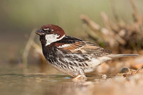 Spanish Sparrow - Weidensperling - Passer hispaniolensis ssp. hispaniolensis, adult male, Croatia,