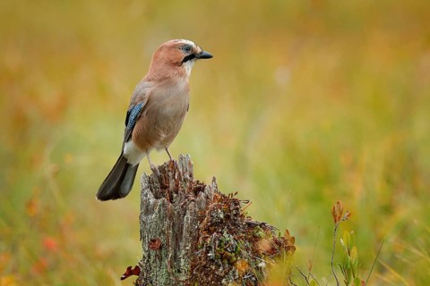 Orange forest leaves with beautiful bird. Close-up portrait of beautiful jay. Portrait of nice bird