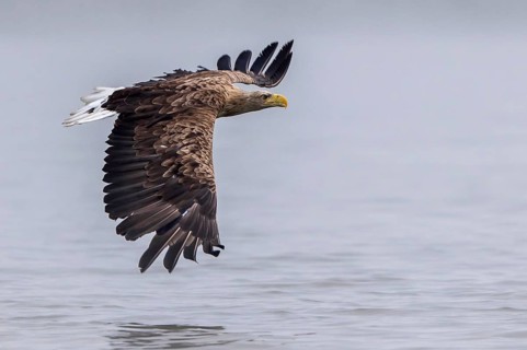 White-tailed Eagle (Haliaeetus albicilla) flying, Mecklenburg-Western Pomerania, Germany, Europe