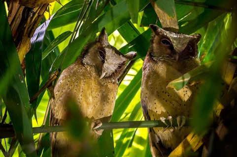 White-fronted Scops Owl (Otus sagittatus) perched on a branch, Kaeng Krachan, Thailand, Asia