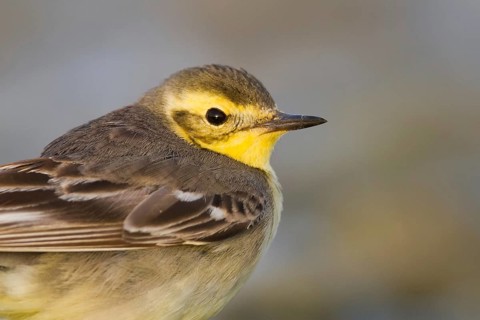 Citrine Wagtail (Motacilla citreola), Oman, Asia
