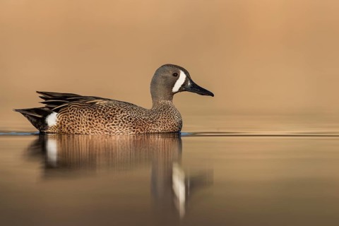 Blue-winged Teal (Anas discors) swimming in a pond in Manitoba, Canada, North America