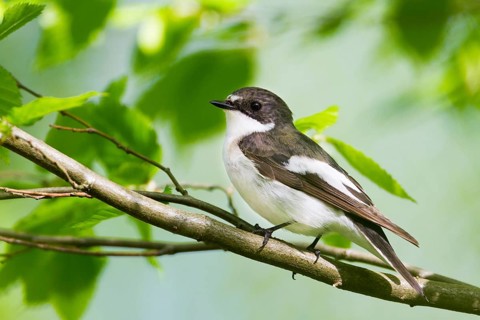 European Pied Flycatcher (Ficedula hypoleuca) male, Baden-Wuerttemberg, Germany, Europe