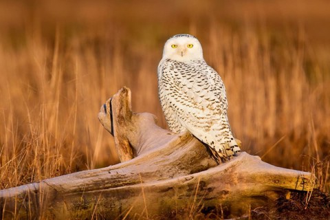 Snowy Owl (Bubo scandiacus) female, British Columbia, Canada, North America