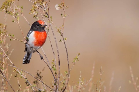 Red-capped Robin (Petroica goodenovii), Western Australia, Australia, Oceania