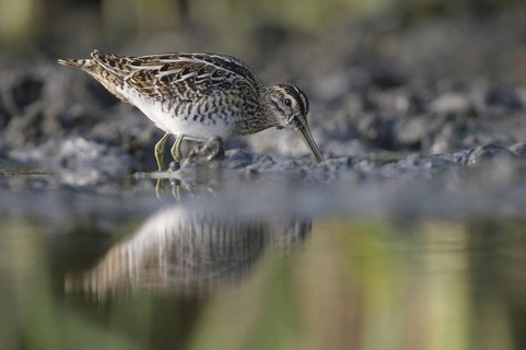 Common Snipe (Gallinago gallinago), Thuringia, Germany, Europe