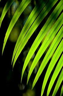 Palm leaf in sunlight, plant, palm, detail, structure, texture, flora, light, play of light,