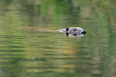 Eurasian beaver, european beaver (Castor fiber), swimming in the river, Freiamt, Canton Aargau,