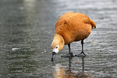 Ruddy shelduck (Tadorna ferruginea), standing on ice, Switzerland, Europe