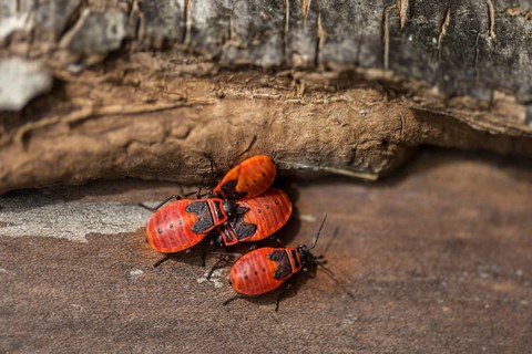 Fire bugs (Pyrrhocoridae) on dead wood, Bavaria, Germany, Europe