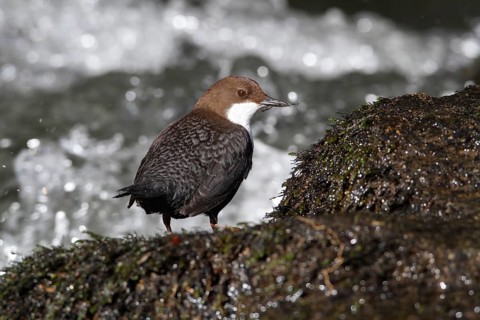 White-throated Dipper (Cinclus cinclus) on mossy stones on the bank of a mountain stream, Saxon