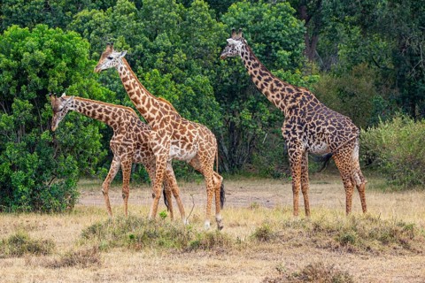 Masai giraffe (Giraffa c. tippelskirchi) Masai Mara Kenya