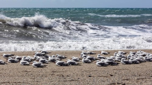 Maori black-billed gull (Chroicocephalus bulleri), Ship Creek, Beach, New Zealand, Oceania