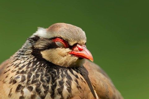 Red legged or French partridge (Alectoris rufa) adult bird sleeping, Norfolk, England, United