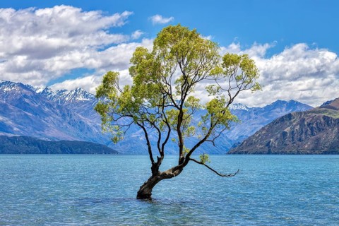 Crack willow (Salix fragilis), Wanaka tree, Lake Wanaka, Otago, New Zealand, Oceania
