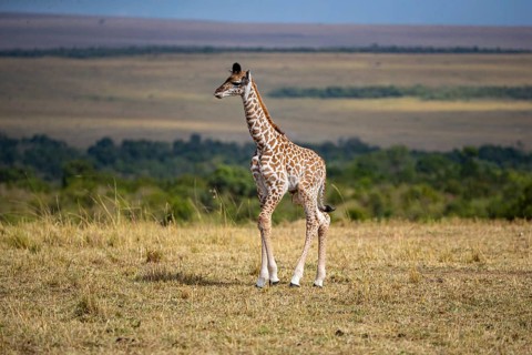 Masai giraffe (Giraffa c. tippelskirchi) Masai Mara Kenya